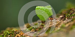 Leafcutter Ant, Marino Ballena National Park, Costa Rica