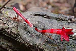 Leafcutter ant with red flowers, from Costa Rica Rainforest photo