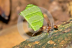 Leafcutter Ant, Marino Ballena National Park, Costa Rica photo