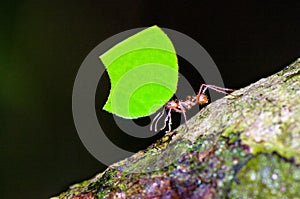 Leafcutter ant photo