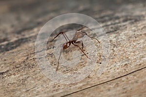 Leafcutter ant (Atta sexdens). photo