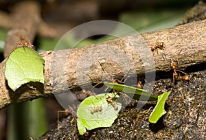 Leafcutter ants