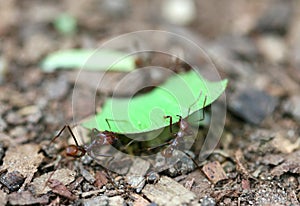 Leafcutter Ants photo