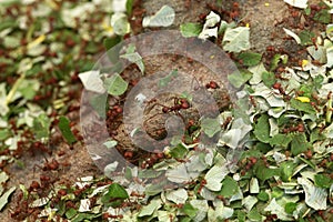 Leafcutter ants (Atta sexdens). photo