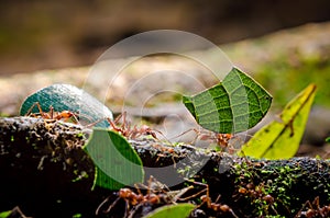 Leafcutter Ants photo