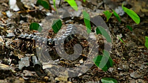 Leafcutter ants carrying leaves on amazon lowland rainforest