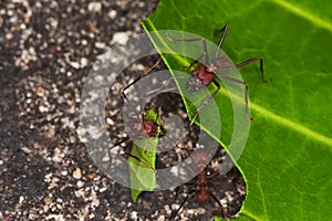 Leafcutter ants cutting leaf in rainforest. photo