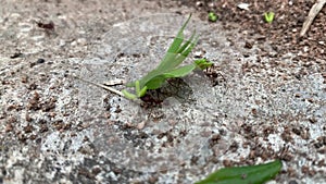 Leafcutter ants with leaves