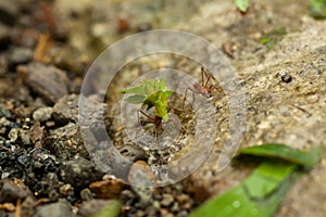 Leafcutter ants are working