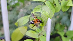 A leafcutter bee cuts a large piece of rose leaf from a plant to use to fill its nest
