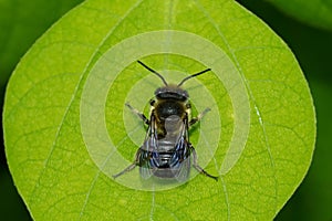 Leafcutter Bee - Genus Megachile