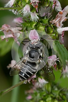 Leafcutter Bee - Genus Megachile