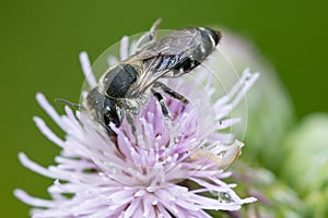 Leafcutter Bee - Genus Megachile