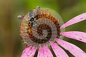 Pugnacious Leafcutter Bee - Megachile pugnata photo