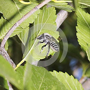 A Leafcutter Bee Making a Cut in a Leaf photo