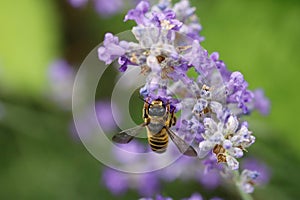 Leafcutter bee (Megachilidae)