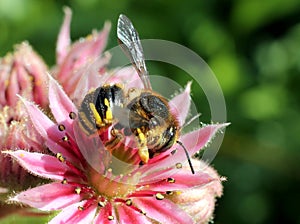 Leafcutter Bee on Pink Flower photo