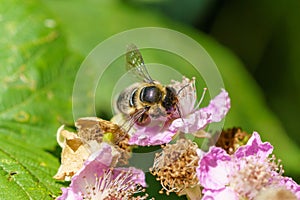 Leafcutter Bees (Megachilidae) in the UK