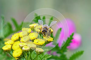 Leafcutter Bees (Megachilidae) in the UK