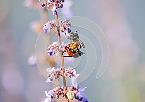 Leafcutter bees on purple flowers photo