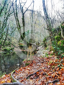 Leafe path by the river