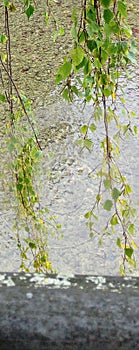 Leafes hang down the water