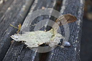 Leafes on a wood banch.