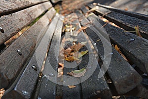 Leafes on a wood banch.