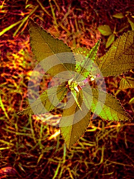 Leafgreen gress is a red