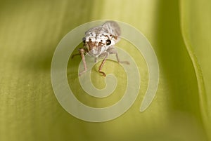 Leafhopper