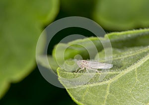 Leafhopper