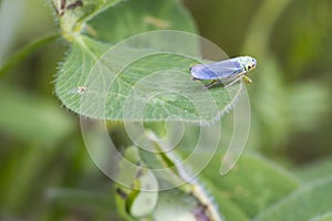 Leafhopper ( Cicadella viridis )