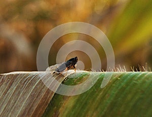 Leafhopper on corn