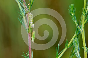 Leafhopper and insect eggs