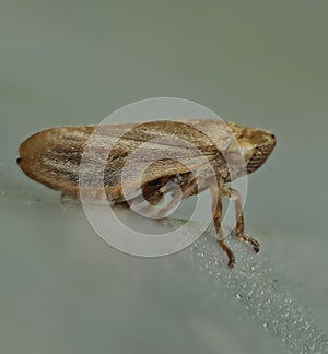 leafhopper Philaenus spumarius