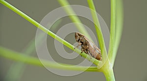 leafhopper Philaenus spumarius