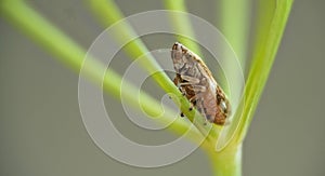 leafhopper Philaenus spumarius