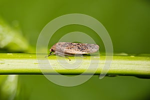 Leafhopper (Ponana puncticollis) on plant stem.