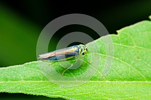 Leafhoppers