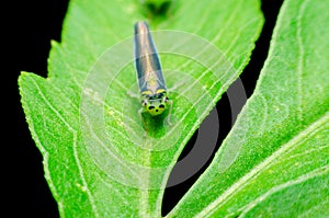Leafhoppers