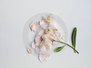 Leaflees pink flower