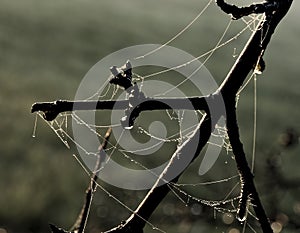 A leafles branch and spider webs covered with morning dew