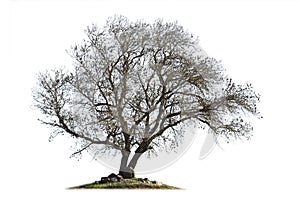Leafless ash-tree isolated on white