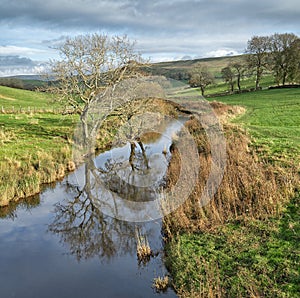 Leafless beech fagus tree, reflected in the River bain, Yorksire Dales