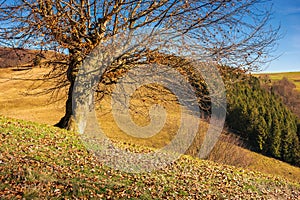 Leafless beech tree on hill