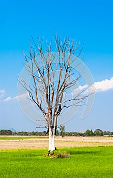 Leafless Big Tree on Center of Green Rice Field