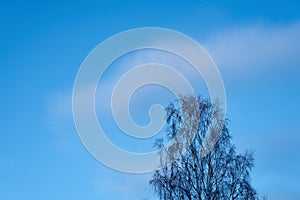 Leafless birch branches under blue sky with cloud.
