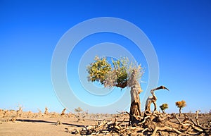 Leafless black poplars