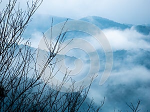 Leafless Branch behind The Fog