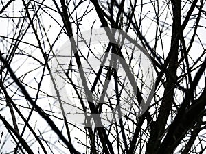 Leafless Branch on The High Mountain